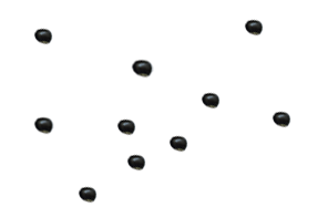 Grãos voando Feijao Mungo preto